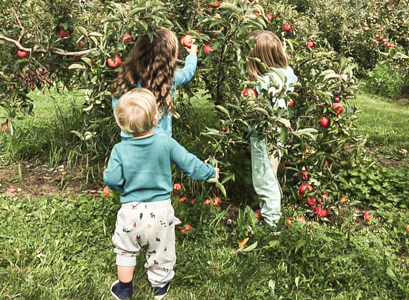 Apple Picking Near San Francisco: Dwarf trees help littles ones pick at Clearview Orchards