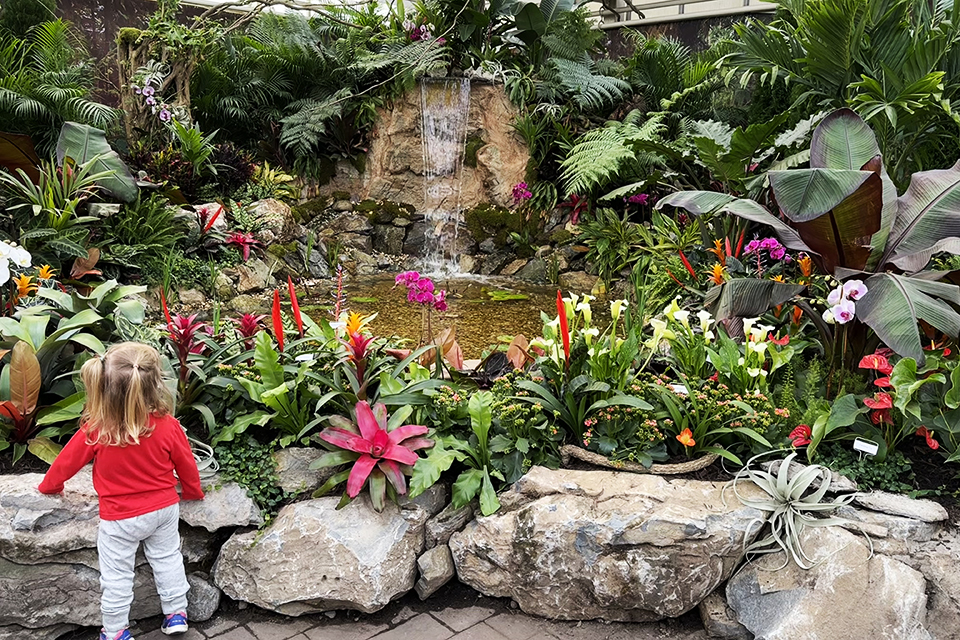 Hicks Nursery offers visitors an early glimpse of spring, when its indoor gardens get decked out in brilliant ant colors each March.